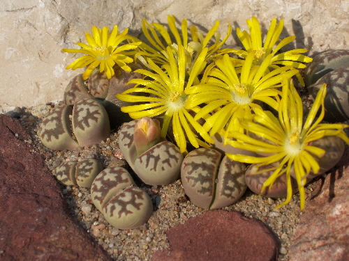 lithops dorotheae